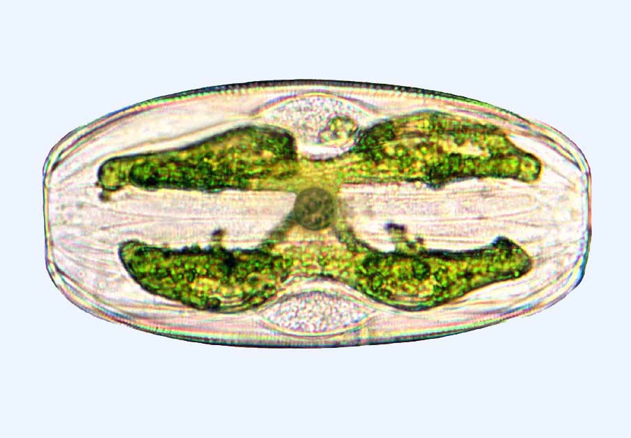 Amphora Amphora bioculata